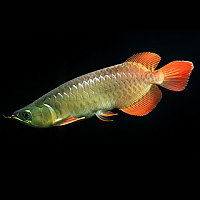 인도네시아에만 산다는 그 물고기